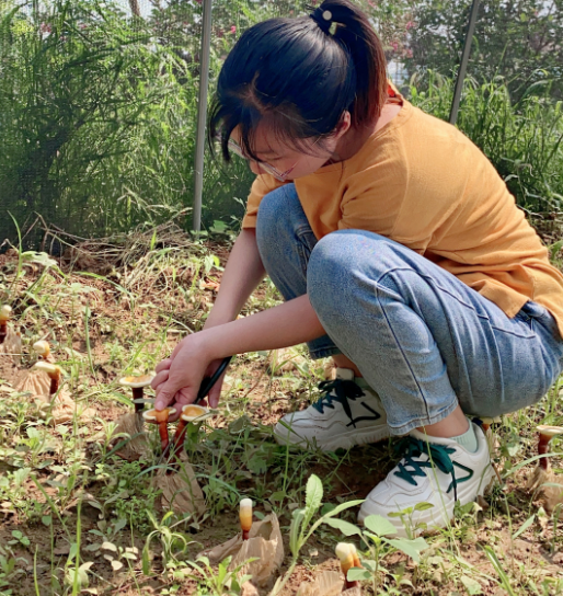 靈芝孢子粉是什么東西？和靈芝與哪些關(guān)系？