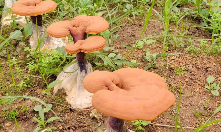 泰山靈芝基地：如何培育靈芝孢子粉？